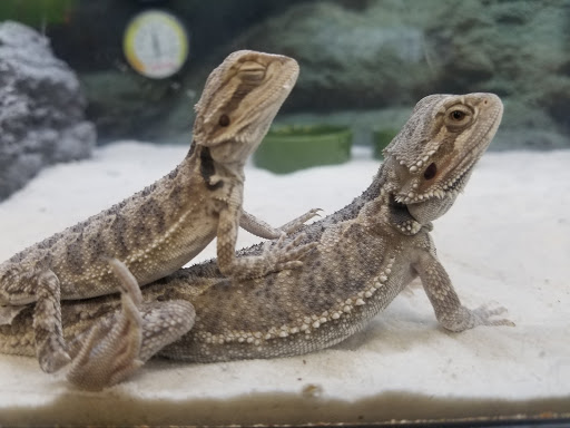 Pet Supply Store «Petco Animal Supplies», reviews and photos, 495 E Lincoln Hwy, New Lenox, IL 60451, USA