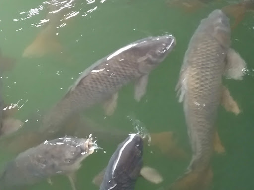 Casino «Hollywood Casino & Hotel Lawrenceburg», reviews and photos, 777 Hollywood Blvd, Lawrenceburg, IN 47025, USA