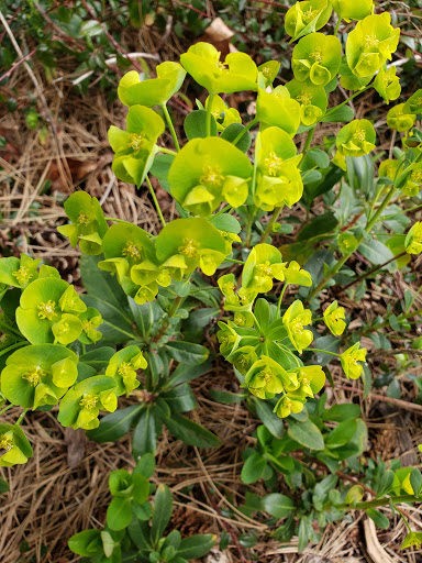 Park «Judkins Park and Playfield», reviews and photos, 2150 S Norman St, Seattle, WA 98144, USA