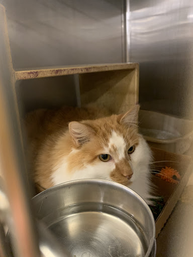 Pet Supply Store «PetSmart», reviews and photos, 533 S Tracy St, Wichita, KS 67209, USA