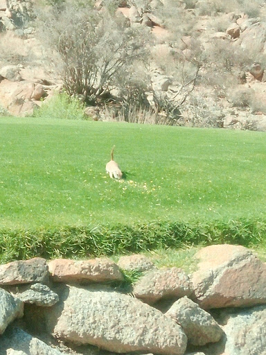 Golf Club «Golf Club at Johnson Ranch», reviews and photos, 30761 W Golf Club Dr, San Tan Valley, AZ 85143, USA