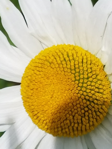 Museum «Voelker Orth Museum», reviews and photos, 14919 38th Ave, Flushing, NY 11354, USA