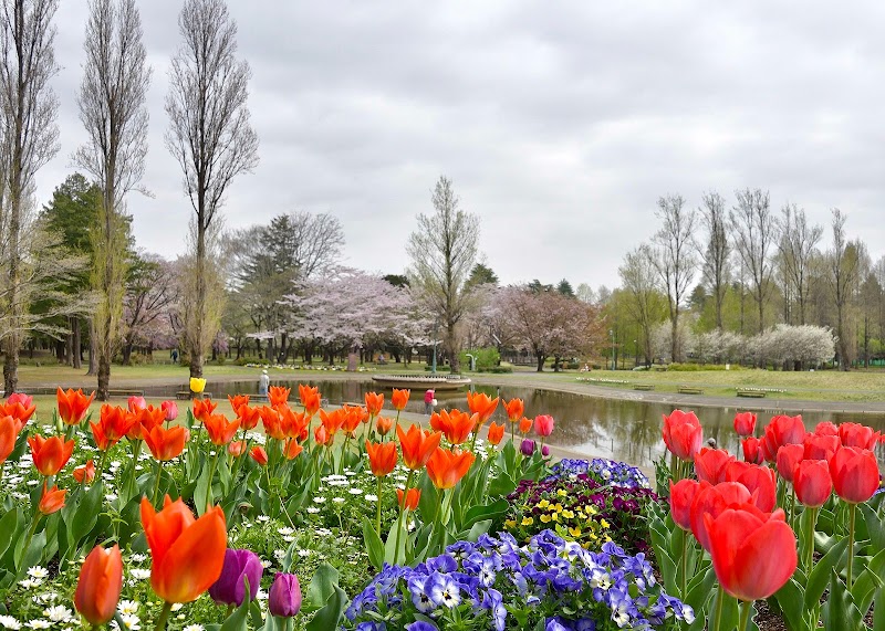彩の森 入間公園 埼玉県入間市向陽台 公園 公園 グルコミ