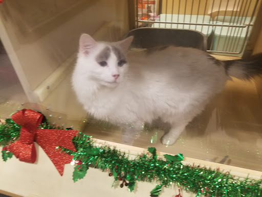 Pet Supply Store «PetSmart», reviews and photos, 6019 Wade Hampton Blvd, Taylors, SC 29687, USA