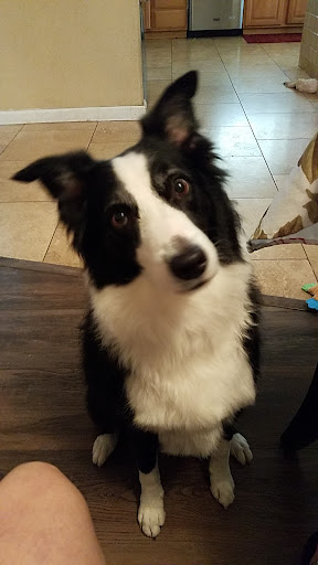 Pet Supply Store «Bark Avenue», reviews and photos, 4781 Granite Dr, Rocklin, CA 95677, USA