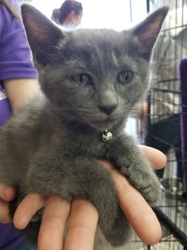 Pet Supply Store «At Your Services Pet Supplies», reviews and photos, 55 S Valle Verde Dr #300, Henderson, NV 89012, USA