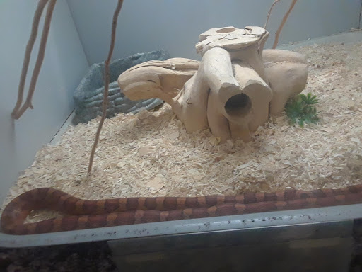 Miniature Golf Course «Golf N Gator», reviews and photos, 6355 N Atlantic Ave, Cape Canaveral, FL 32920, USA