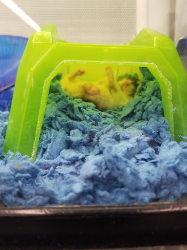 Pet Supply Store «Petco Animal Supplies», reviews and photos, 210 Fortune Blvd, Milford, MA 01757, USA