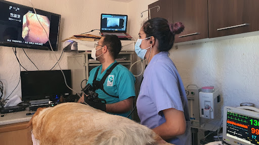 Hospital Veterinario De Occidente