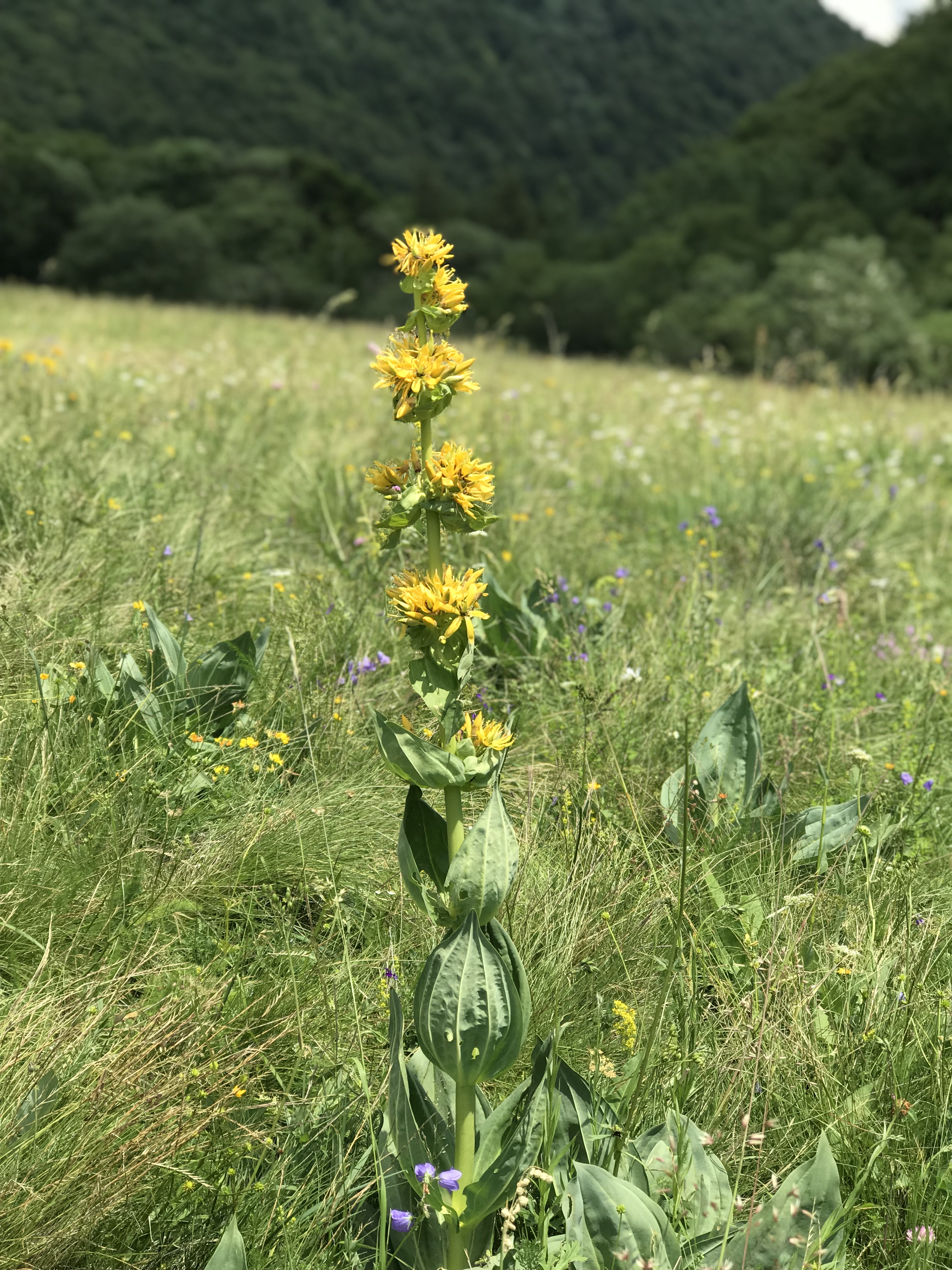 Photo n° 5 de l'avis de thierry.h fait le 10/07/2019 à 11:38
