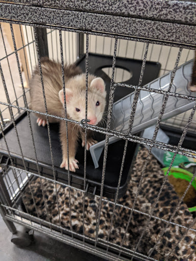 Pet Supply Store «Pet Supplies Plus», reviews and photos, 1289 N Milwaukee Ave, Chicago, IL 60622, USA