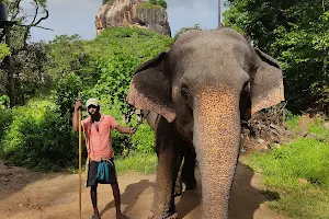 Elephants' feeding spot image
