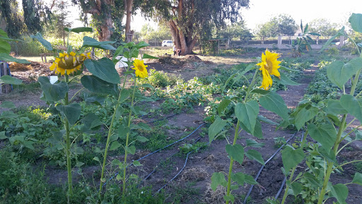 Community Roots Garden