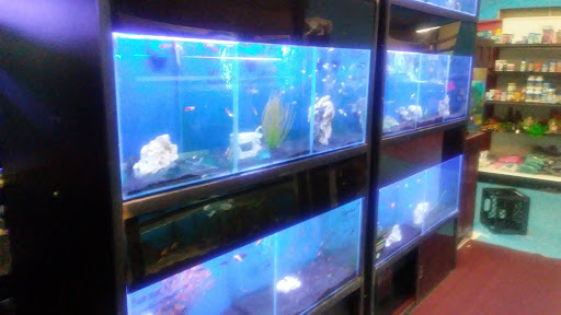 Pet Store «World Wide Pets», reviews and photos, 1307 Fayetteville Rd, Van Buren, AR 72956, USA