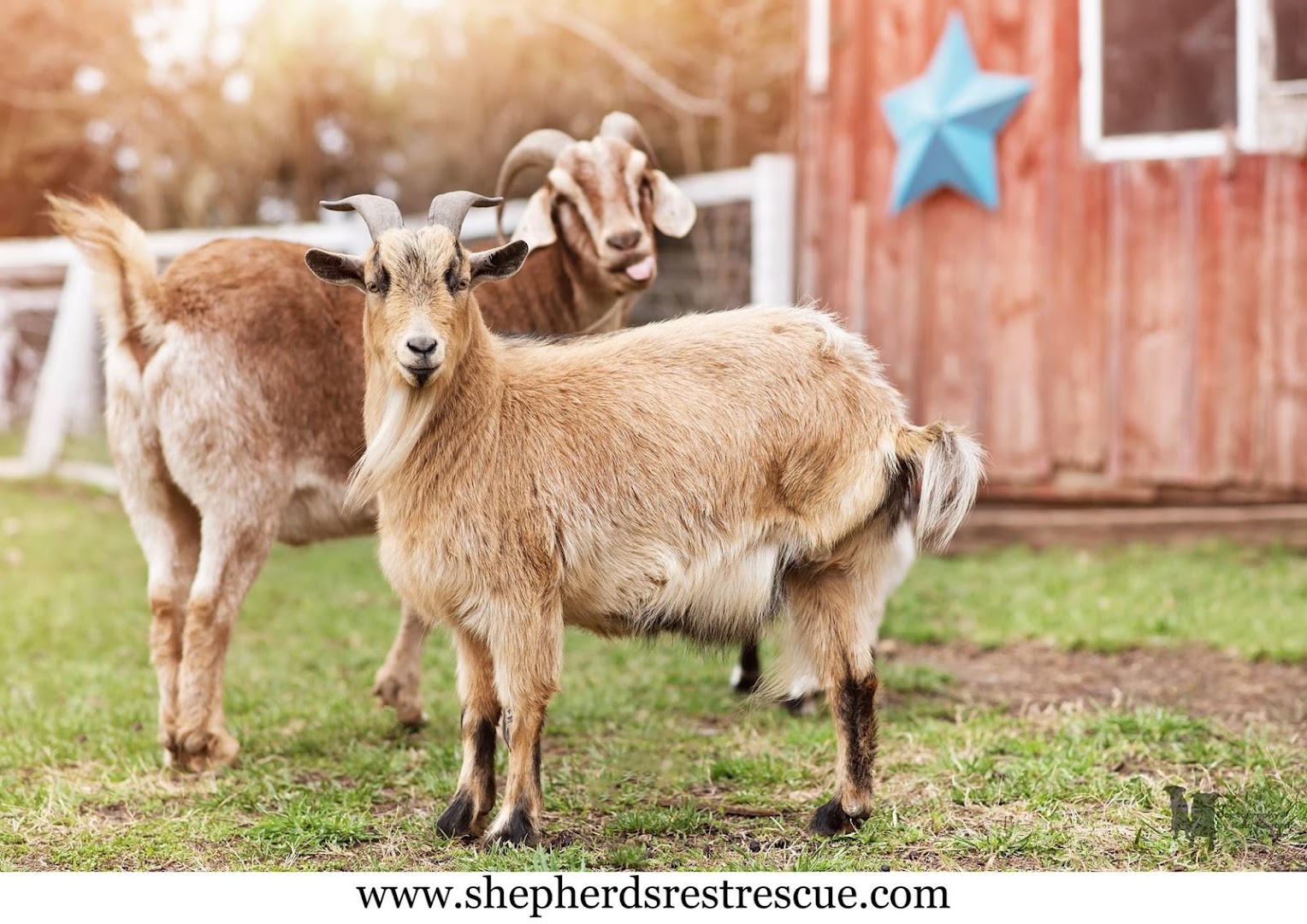 Shepherd's Rest Goat and Sheep Rescue