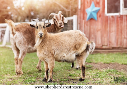 Shepherd's Rest Goat and Sheep Rescue
