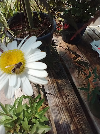 Garden Center «Schott Gardens», reviews and photos, 2209 Nashville Rd, Bowling Green, KY 42101, USA