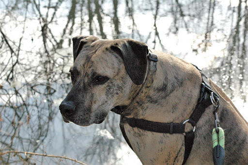 Golf Course «Firestone Country Club», reviews and photos, 452 East Warner Road, Akron, OH 44319, USA