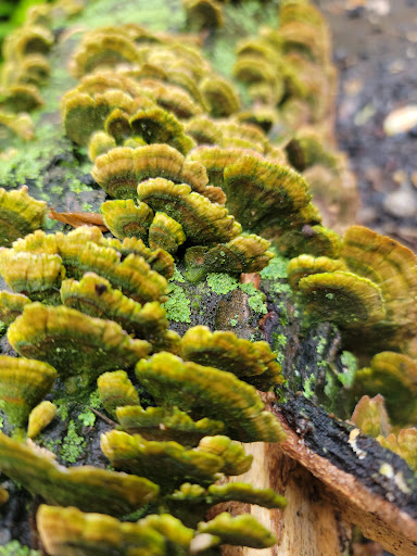 Park «Hart`s Brook Park and Preserve», reviews and photos, 156 Ridge Rd, Hartsdale, NY 10530, USA