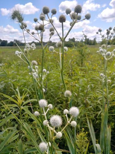 Nature Preserve «Subat Forest Preserve», reviews and photos, 4675-4999 Eldamain Rd, Plano, IL 60545, USA