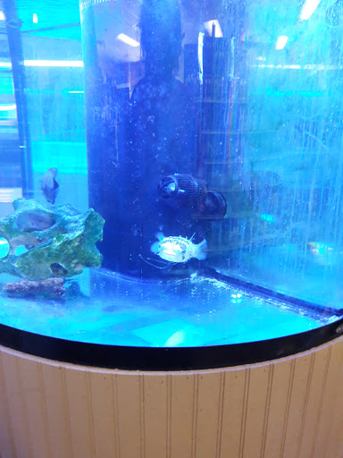 Aquarium «Jays Aquatics», reviews and photos, 10 Lawrence Rd, Salem, NH 03079, USA