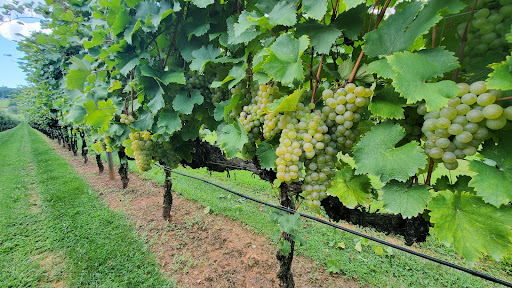 Vineyard «Horton Vineyards», reviews and photos, 6399 Spotswood Trail, Gordonsville, VA 22942, USA