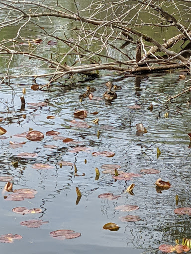 Nature Preserve «Maplewood Nature Center», reviews and photos, 2659 E 7th St, St Paul, MN 55119, USA