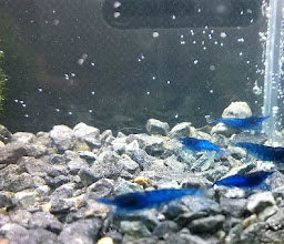 Aquaristikwelt Dresden ggü. TEDI photo