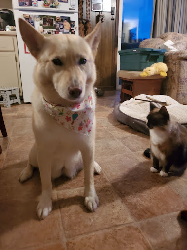 Pet Supply Store «Petco Animal Supplies», reviews and photos, 308 E Meighan Blvd, Gadsden, AL 35903, USA