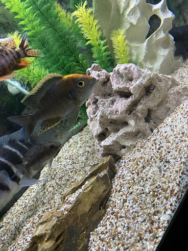 Tropical Fish Store «Golden Fish Aquariums», reviews and photos, 7145 W Colfax Ave, Lakewood, CO 80214, USA