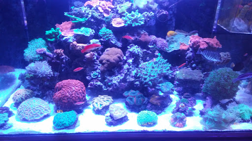 Pet Supply Store «New Wave Aquaria», reviews and photos, 14100 23rd Ave N, Minneapolis, MN 55447, USA
