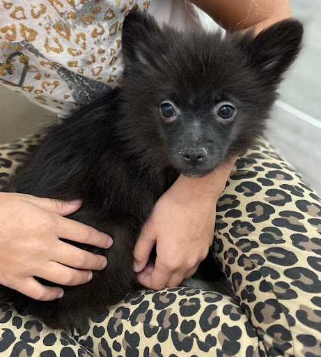 Pet Store «Pet Fair», reviews and photos, 1201 Lake Woodlands Dr, Spring, TX 77380, USA