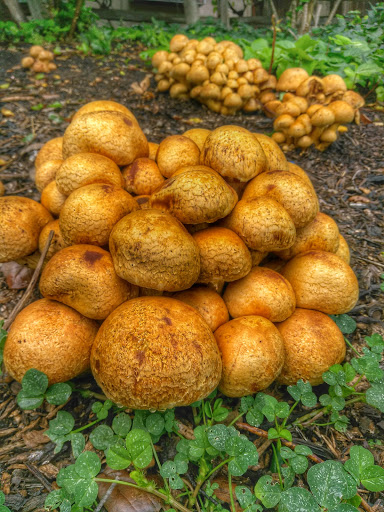 Grocery Store «Safeway», reviews and photos, 5431 Clayton Rd, Clayton, CA 94517, USA