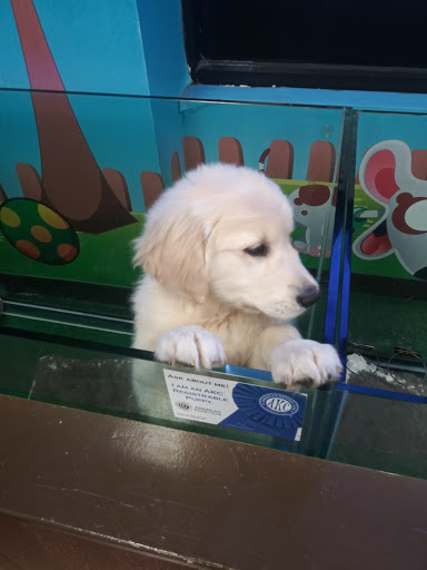 Pet Store «Perfect Pup Inc», reviews and photos, 2400 E Main St, St Charles, IL 60174, USA