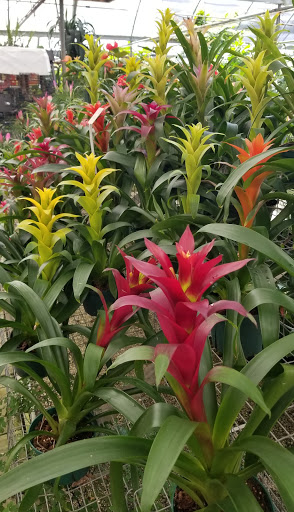 Wholesale Plant Nursery «Galloway Farm Nursery Inc.», reviews and photos, 7790 SW 87th Ave, Miami, FL 33173, USA