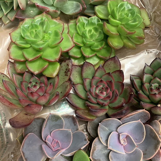 Florist «Beachwood Florist», reviews and photos, 325 New Haven Ave, Milford, CT 06460, USA