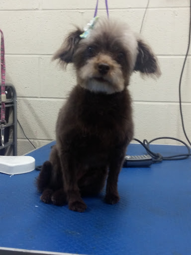 Pet Supply Store «Ma & Paws Pet Supplies», reviews and photos, 206 Anderson Ln N #200, Hendersonville, TN 37075, USA