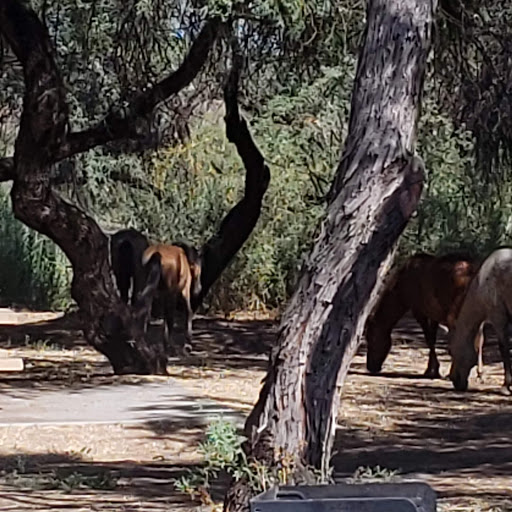 Tourist Attraction «Salt River Tubing», reviews and photos, 9200 N Bush Hwy, Mesa, AZ 85215, USA