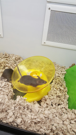 Pet Supply Store «Petco Animal Supplies», reviews and photos, 3150 Erie Blvd E #500, Syracuse, NY 13214, USA