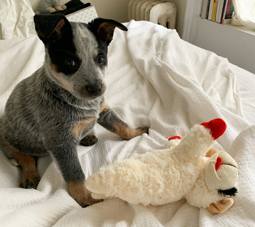 Pet Supply Store «PS9 Pets», reviews and photos, 169 N 9th St, Brooklyn, NY 11211, USA