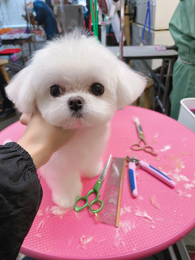 Paw Palace Dog Grooming 宠妃宠物美容