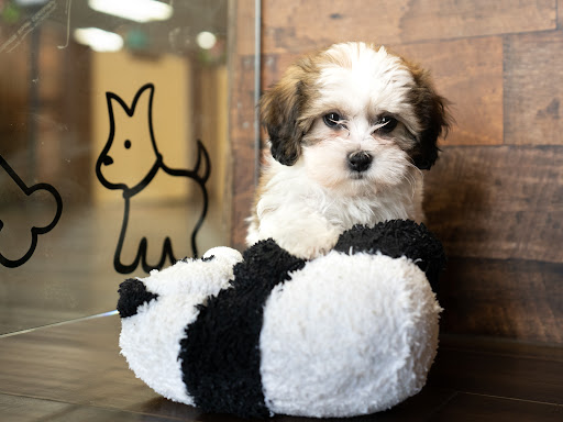 Pet Store «Petland of Plantation», reviews and photos, 801 S University Dr, Plantation, FL 33324, USA