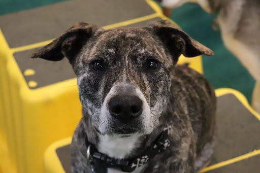 Pet Supply Store «Four Legs Pets Gilberts», reviews and photos, 133 E Higgins Rd, Gilberts, IL 60136, USA