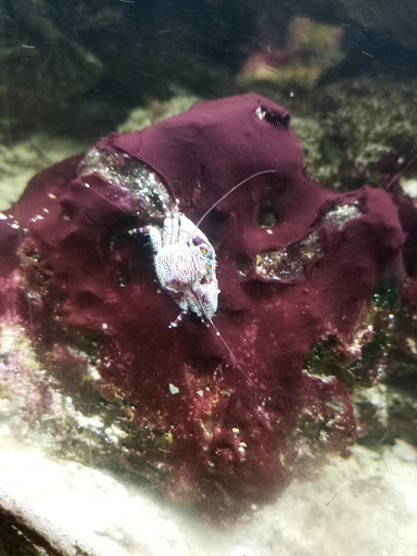 Pet Store «Hackettstown Pet Supplies», reviews and photos, 141 Main St, Hackettstown, NJ 07840, USA