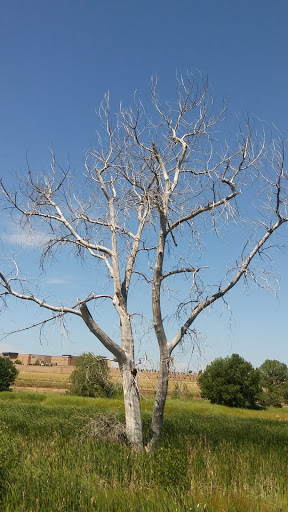 Park «Red-tailed Hawk Park», reviews and photos, 23701 E Hinsdale Way, Aurora, CO 80016, USA