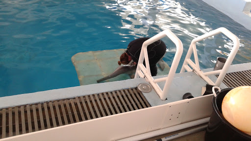 Aquarium «Clearwater Marine Aquarium», reviews and photos, 249 Windward Passage, Clearwater, FL 33767, USA