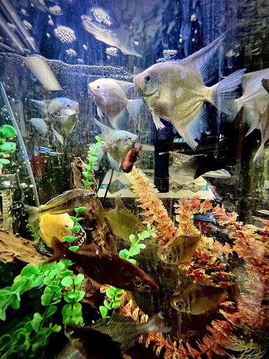 Tropical Fish Store «Westside Aquarium & Pets», reviews and photos, 3402 S Dale Mabry Hwy, Tampa, FL 33629, USA