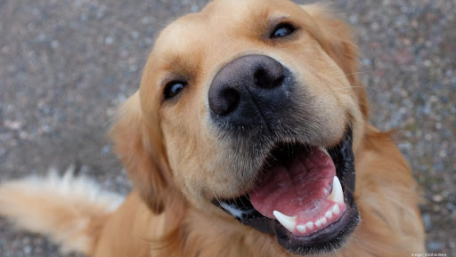 Pet Supply Store «Pet Supplies Plus», reviews and photos, 64920 Van Dyke, Washington, MI 48095, USA