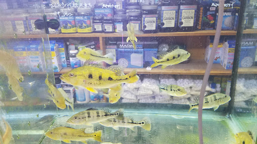 Pet Supply Store «New Lucky Fish Aquarium & Pet Supply», reviews and photos, 4818 8th Ave, Brooklyn, NY 11220, USA