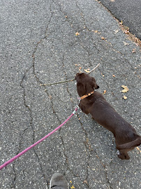 High Ten Dog Training, LLC - Photo 9 - Car repair in Stamford, CT, Stamford